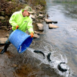 trout re-stock